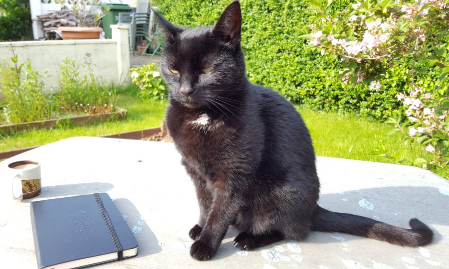 House Sitters having espresso and cat sitting - multitasking