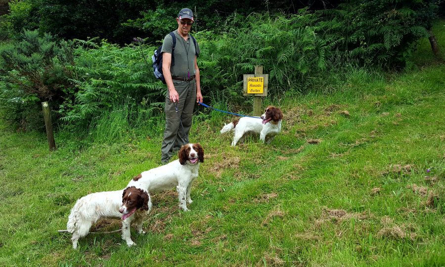 Walking three spaniels