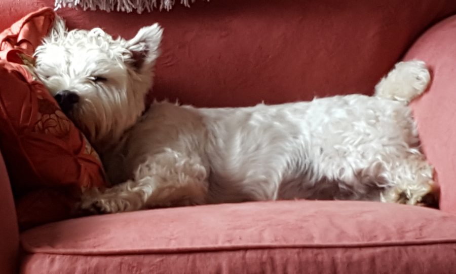 Maltese poodle in sleeps in sun