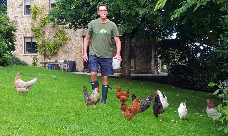 feeding free range chickens